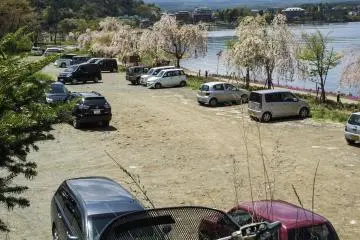 Stopping to admire the rows of cherry blossoms