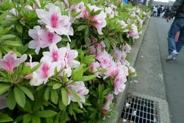 <p>Azalea plants lined the streets of Yachiyo. No matter where you turned, you kept running into more and more beautiful flowers.</p>