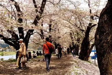The Last Blossoms of Kakunodate