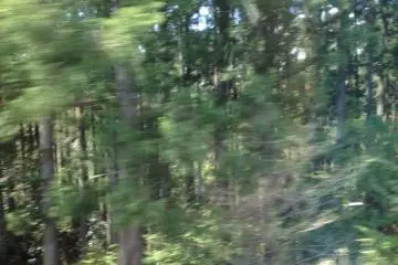 <p>A flash of a forest</p>