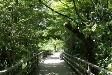 As you move into the forest, the park begins to feel a lot more isolated.
