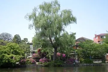 <p>สวนชะกุจิอิ (Shakujii) เต็มไปด้วยพืชพรรณและต้นไม้ที่สวยงาม</p>