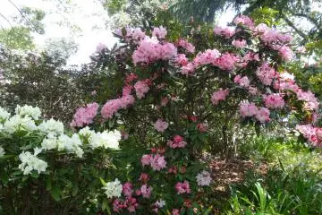 <p>หลงอยู่ในดงกุหลาบพันปี</p>