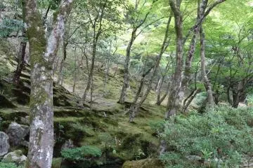 <p>สวนมอส</p>