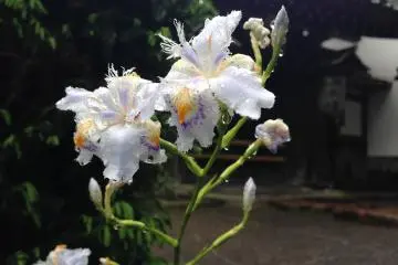 Beautiful lilies glistening in the raindrops under a Spring rainbow.