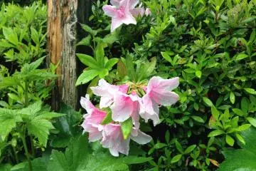 Even in Golden week there are places of relaxation at this garden