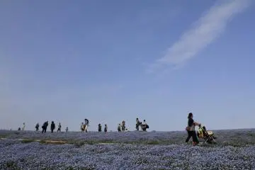 <p>ท้องฟ้าสีฟ้า ดอกไม้ก็สีฟ้า</p>