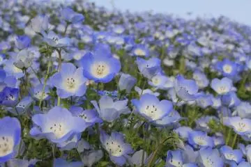 <p>Nemophila</p>