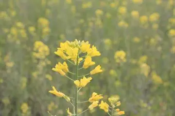 <p>Rapeseed</p>