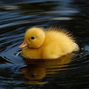 Noriko Duck