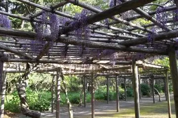 <p>The southern part of the garden also has these frames with wisteria hanging from them, and bees buzzing busily around</p>