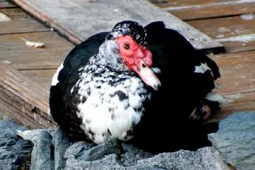 <p>...What is the name of this bird?!</p>