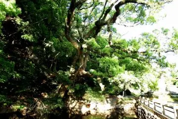 <p>There are curious-shaped trees everywhere in this park. This particular one looked as though it was about to pounce upon us</p>