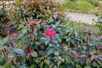 <p>There's an impressive rose garden inside the park. But the roses had just started to bloom and this was the only one flowering</p>