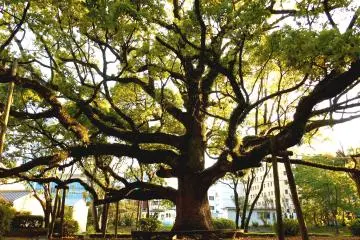 Tokushima Central Park