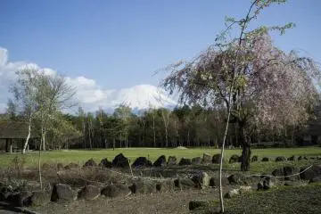 <p>The last of the cherry blossom season, but with a beautiful Mount Fuji backdrop.</p>