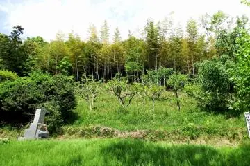 <p>Green green green everywhere. How idyllic!</p>