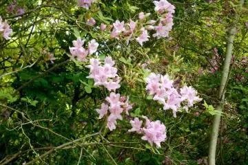 <p>On the way to the memorial monument, there were beautiful wild azaleas blooming alongside the walking path</p>