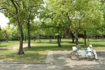 Les arbres et la verdure