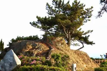 <p>Salty wind changed the color of a pine tree from green to brown</p>