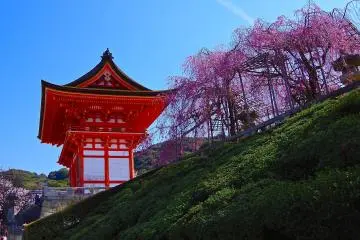 <p>Weeping cherry trees and Nio-mon Gate</p>