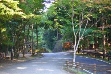 There's something special about the Old Kumano Road.