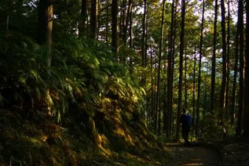 Most of the route is surrounded by ancient trees, mountains and wilderness.