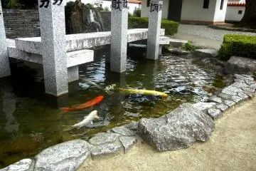 <p>Koi pond symbolizing Jofuku's seven disciples</p>