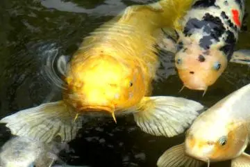 <p>Fish food can be purchased in the park for 100 yen a bag</p>