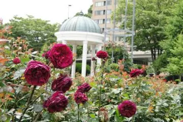 There are more than 120 varieties of roses here.