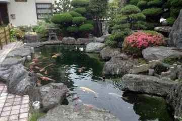 <p>Many temples have gardens, and some of those include koi&nbsp;ponds</p>