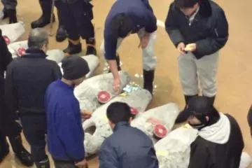 <p>Le march&eacute; aux poissons de Misaki</p>