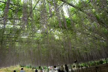 Wisteria Story 