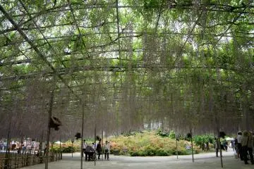 <p>ดอกวิสทีเรียที่ยาวสุดถึง 1.8 เมตร</p>
