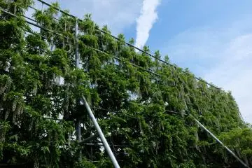 <p>Tunnel of White Wisteria</p>