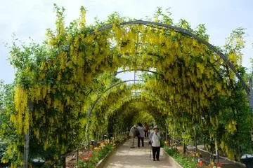 <p>Tunnel of Golden Chain</p>