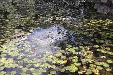 <p>Waterlilies&nbsp;add to the peaceful atmosphere</p>