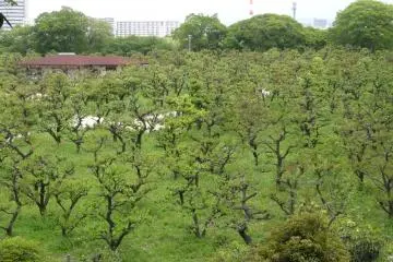 <p>สวนพลัมของปราสาทโอซาก้า</p>