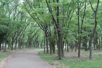 <p>สวนสาธารณะรายล้อมรอบปราสาทโอซาก้า</p>
