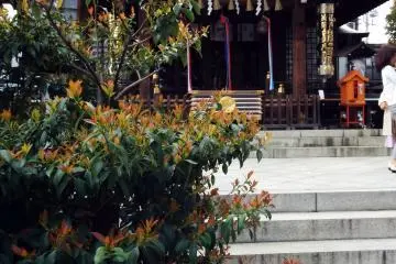 The main shrine hiding behind some shrubbery.&nbsp;