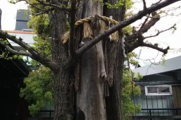 This ancient tree is marked with a sacred rope, symbolizing its spiritual energy.&nbsp;