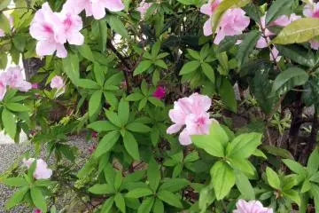 Spring foliage blooms in the gardens.&nbsp;