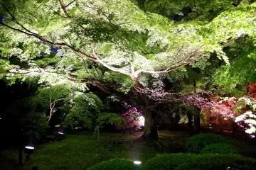 <p>Fresh green and azalea</p>