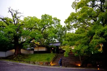 <p>Big camphor trees at dusk</p>