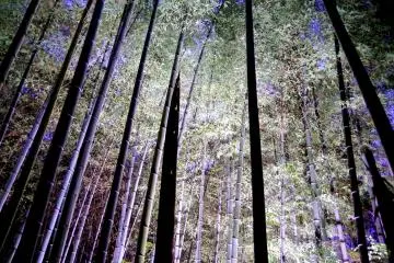 <p>Bamboo&nbsp;emitting a fresh green energy</p>