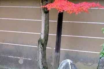 Red maple leaves in one of the gardens (Photo: <a href="https://en.japantravel.com/profile/larry-knipfing/24" target="_blank" rel="noreferrer noopener nofollow">Larry Knipfing</a>)