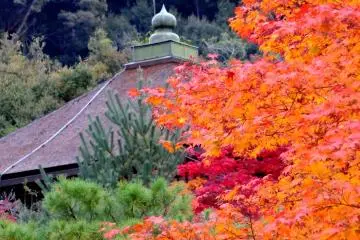 Temple roof and autumn leaves (Photo: <a href="https://en.japantravel.com/profile/larry-knipfing/24" target="_blank" rel="noreferrer noopener nofollow">Larry Knipfing</a>)