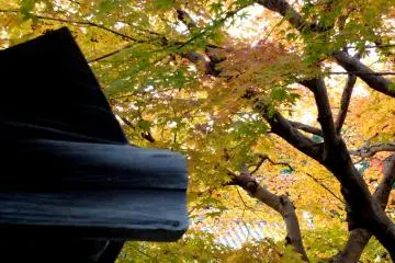 Yellow maple leaves...how beautiful! After the turbulent, dramatic and tragic later years of her life, she deserved to enjoy beauty like this, didn't she?