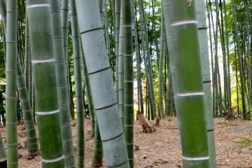Bamboo grove on top of the hill. From here, she might have seen sky in a distance burning red for days when Osaka Castle was burnt down to ashes... (Photo: <a href="https://en.japantravel.com/profile/larry-knipfing/24" target="_blank" rel="noreferrer noopener nofollow">Larry Knipfing</a>)