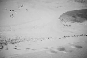 <p>A small congregation slowly making their way across the desert.&nbsp;</p>
